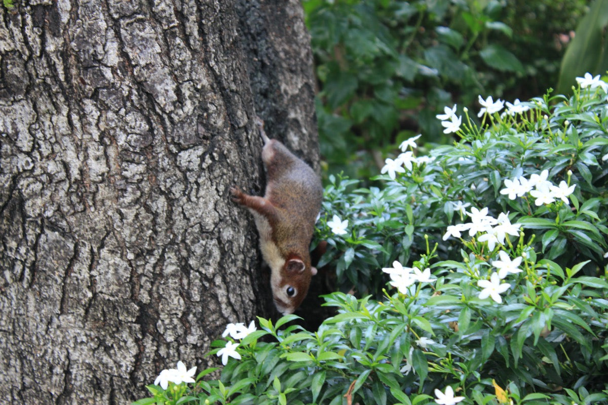 Explore the Benefits of Squirrel Proof Bird Feeders – RiversideWoodcraft