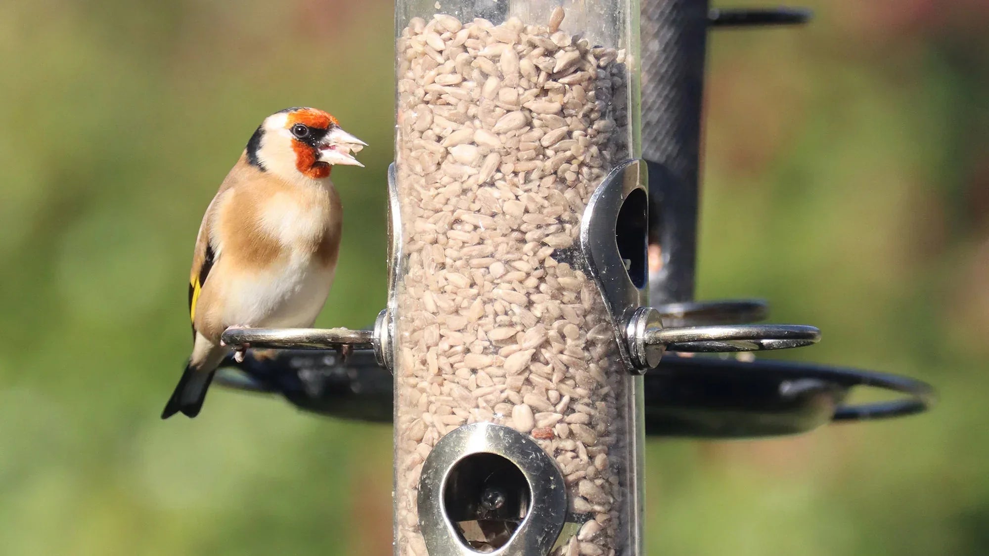 Buy Bird Food in the UK  Quality Wild Bird Food Selection