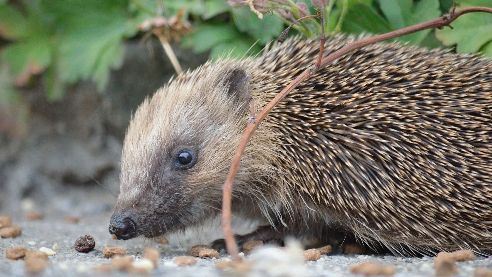 Hedgehog supplies shop near me